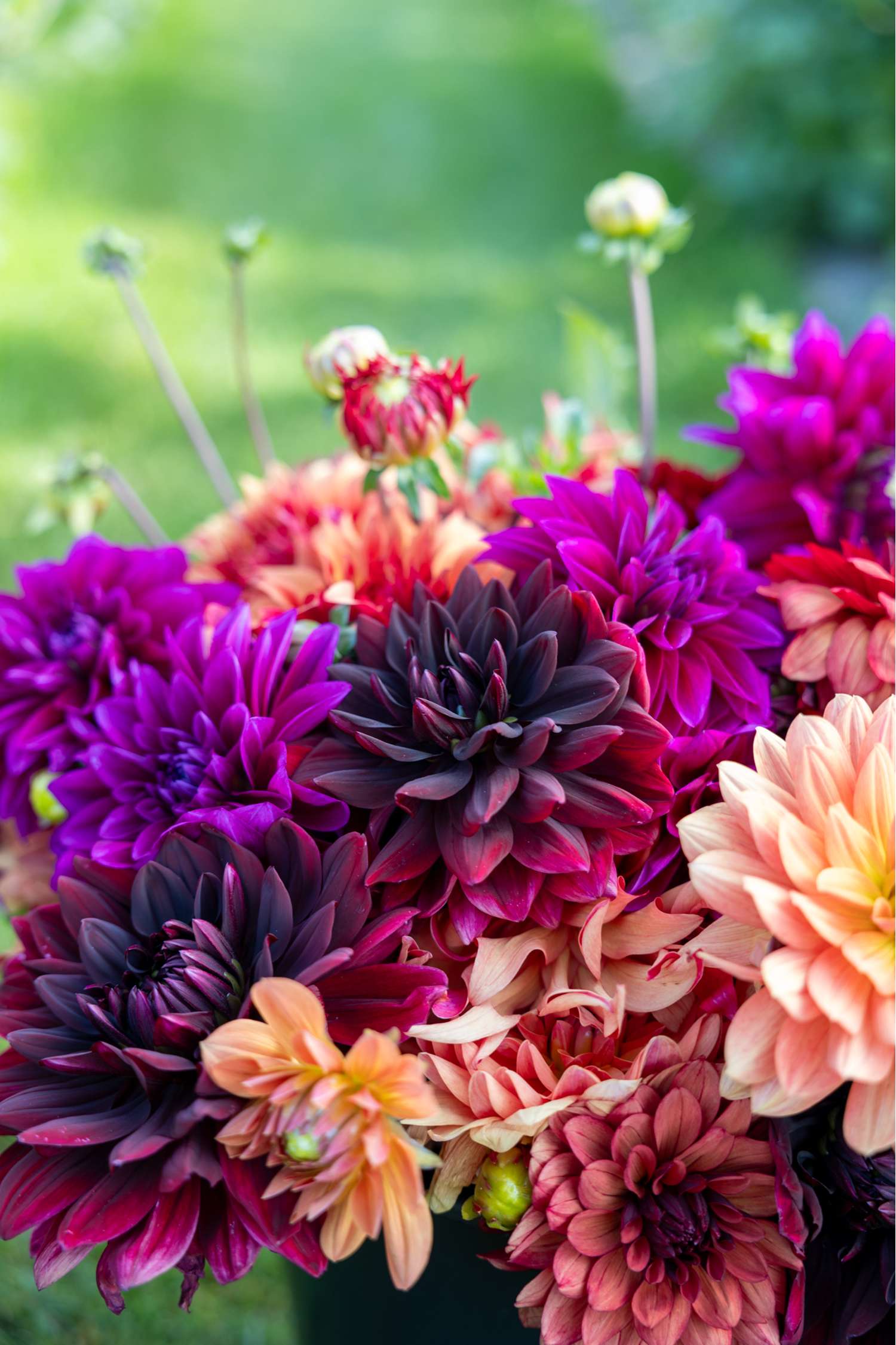 Collection dahlia 'Amber'